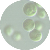 Chlorella vulgaris