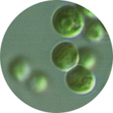 Chlorella vulgaris