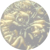 Pelvetia canaliculata