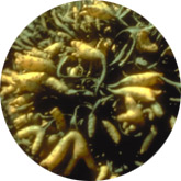 Pelvetia canaliculata