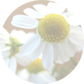 Scentless chamomile