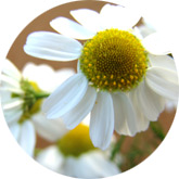 Scentless chamomile