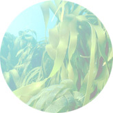 Brown algae