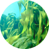 Brown algae