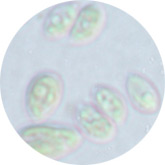 Plankton extract