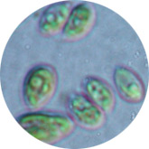 Plankton extract