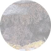 Ahnfeltiopsis concinna extract