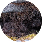 Ahnfeltiopsis concinna extract