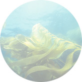 Seaweed extract