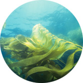 Seaweed extract